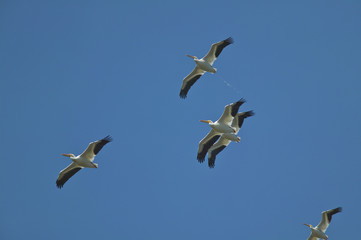 American White Pelican (Pelecanus erythrorhynchos)