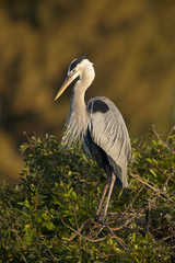 Great Blue Heron (Ardea herodias)