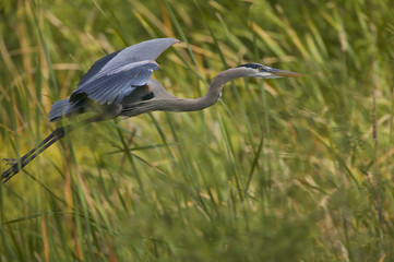 Great Blue Heron (Ardea herodias)