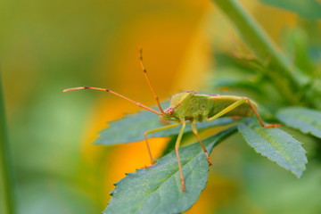 Hemiptera,Beetle,bug,insect.