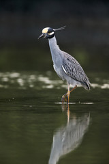Yellow-crowned night-heron (Nyctanassa violacea)
