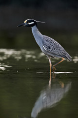 Yellow-crowned night-heron (Nyctanassa violacea)