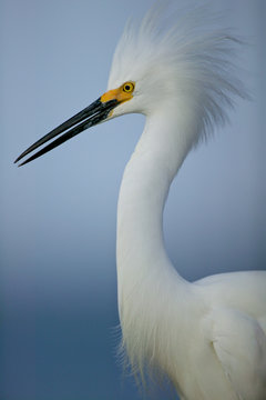Snowy egret (Egretta alba)