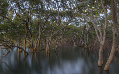 Obraz premium High Tide in the Mangroves