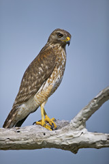 Red-shouldered Hawk (Buteo lineatus)