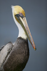 Brown Pelican (Pelecanus occidentalis)