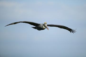 Fototapeta na wymiar Brown Pelican (Pelecanus occidentalis)