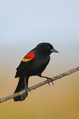 Red-winged Blackbird (Agelaius phoeniceus)