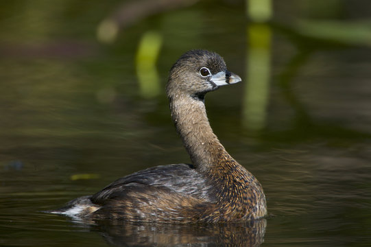 Pied-billed grebe (Podilymbus podiceps)