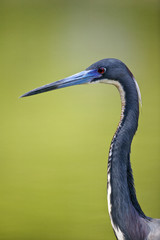 Tricolored heron (Egretta tricolor)