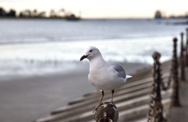 Nelson New Zealand