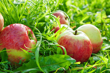 red ripe juicy apples lie on a green grass