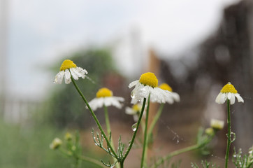 chamomile. wildflowers