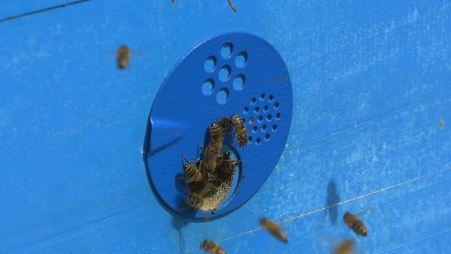 The bees flew into the hive with honey