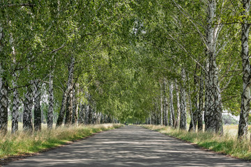 Avenue of birch trees in autumn colors