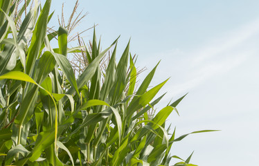 corn field and blue sky