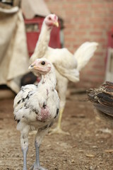 Gallito_04