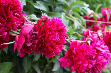Peonies in the summer garden