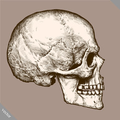 Engrave isolated human skull hand drawn graphic vector illustration