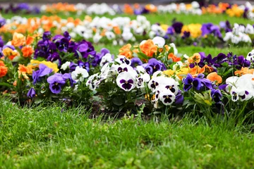 Zelfklevend Fotobehang Bright multicolored pansies in the green grass in May in the garden © Elena
