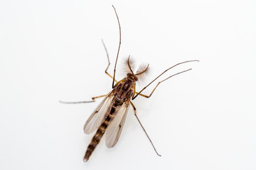 Mosquito on white background. Makra.