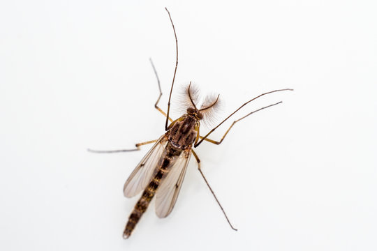 Mosquito on white background. Makra.