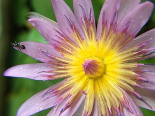 bee with lotus flowers on the water