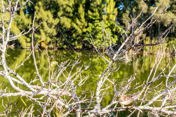 Spider webs with strung water drops