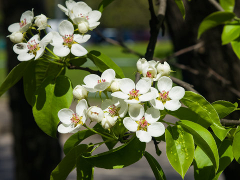 Flowers of Pear Tree, Pyrus communis, close-up on bokeh background, selective focus, shallow DOF