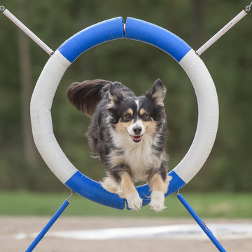 Australian shepherd jumps through agility ring in agility dog competition