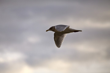 Seagull in Flight