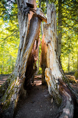 Hollowed tree in pine forest