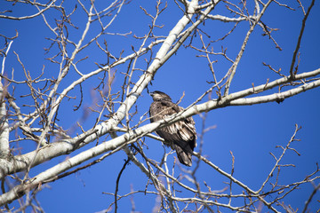 Golden Eagle in Tree