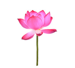 lotus petal flower isolated on white background