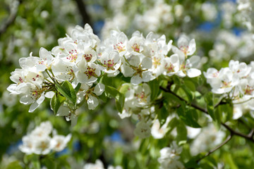 Apple blossom closeup