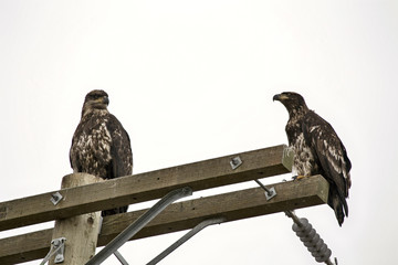 Bald Eagle British Columbia