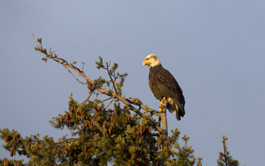 Bald Eagle British Columbia