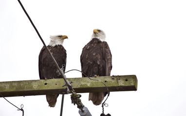 Bald Eagle British Columbia