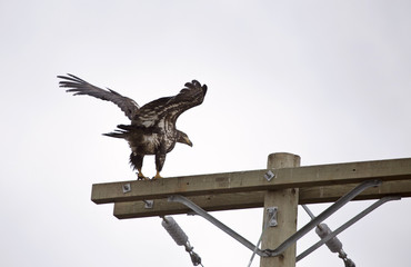 Bald Eagle British Columbia