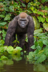 Obraz premium Gorilla in the African jungle Gabon (Gorilla gorilla)