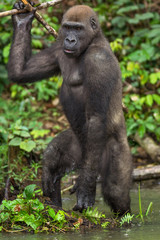 Gorilla in the African jungle Gabon (Gorilla gorilla)