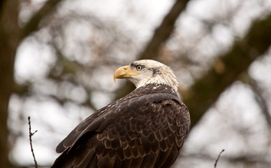 Obraz premium Bald Eagle British Columbia
