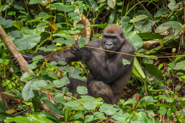 Gorilla in the African jungle Gabon (Gorilla gorilla)