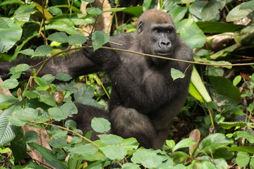 Gorilla in the African jungle Gabon (Gorilla gorilla)