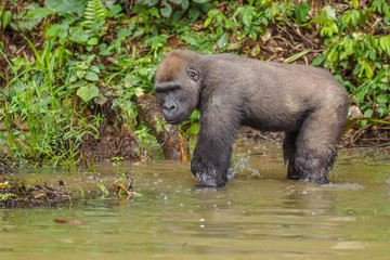 Gorilla in the African jungle Gabon (Gorilla gorilla)