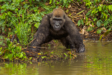 Naklejka premium Gorilla in the African jungle Gabon (Gorilla gorilla)