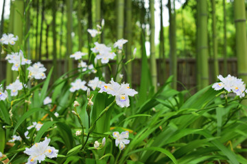 シャガの花と竹林　京都