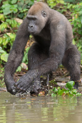 Naklejka premium Gorilla in the African jungle Gabon (Gorilla gorilla)
