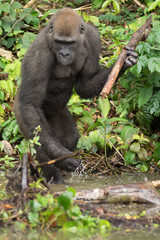 Gorilla in the African jungle Gabon (Gorilla gorilla)