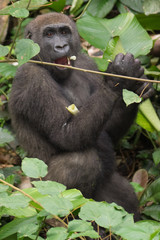 Gorilla in the African jungle Gabon (Gorilla gorilla)
